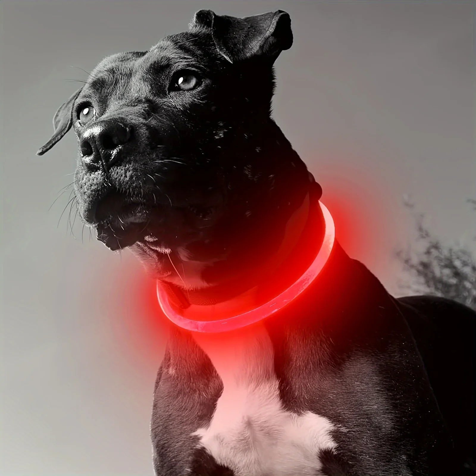 Pet dog LED light collar